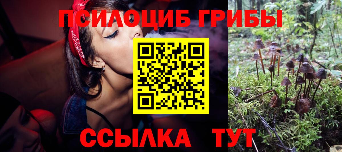 Камышин  Галлюциногенные грибы Psilocybine cubensis  Вход с VPN 